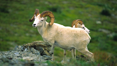 Two Dall sheep rams with large curled horns on rocky green alpine slope