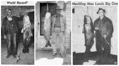 Three vintage newspaper photos of men with giant catfish; headlines: 'World Record?' and 'Meckling Man Lands Big One'