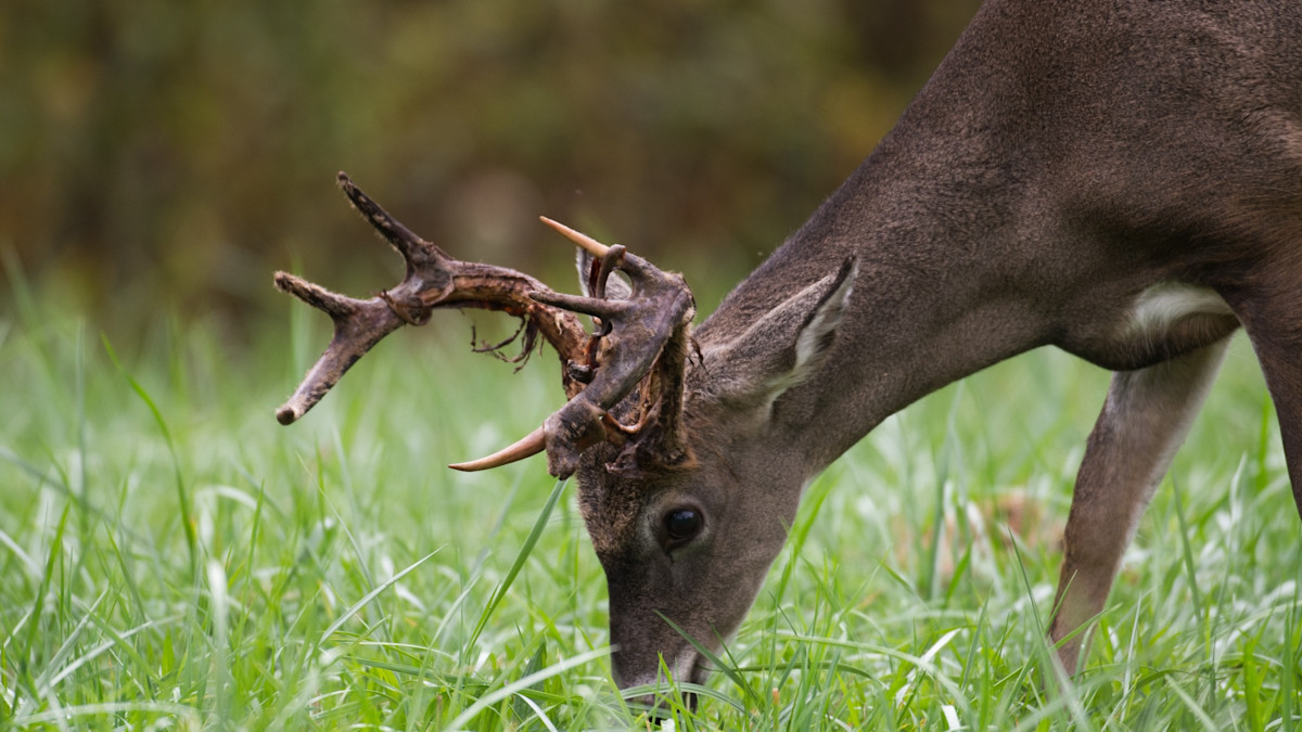 Antlers in Medicine: Ancient Remedies, Cancer Research, and Regenerative Science