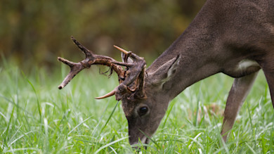 Buck grazing in tall green grass, knobby antlers with dried velvet