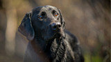 Black Labrador retriever with wet fur looking up against a blurred woodland background