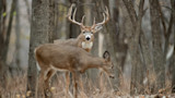 Whitetail buck with large antlers standing behind a feeding doe in leafless woods