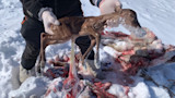 Newborn fawn held by gloved hands above gutted carcass in snow