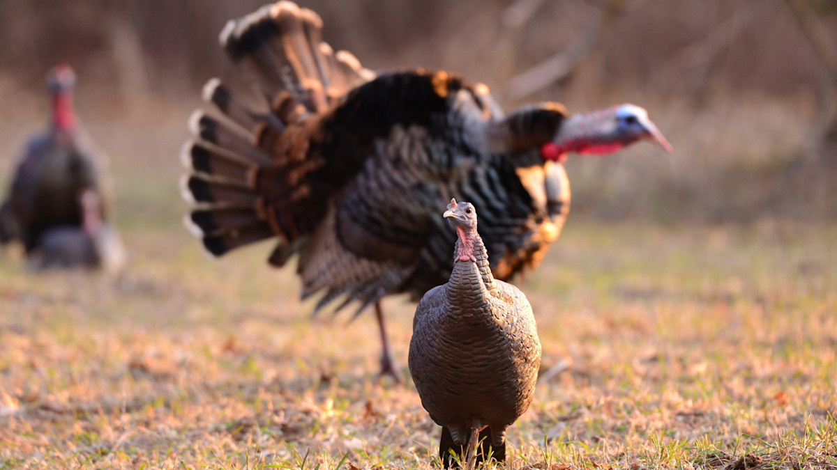 Dave Smith Decoys Joins MeatEater Family