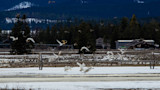White swans and geese taking off over snowy field with farm buildings and forested mountains