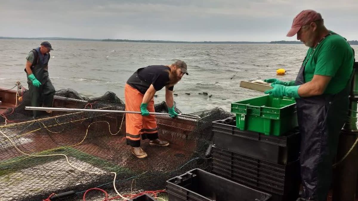 This Bill Would Allow Commercial Take of Walleye, Smallmouth, and Perch