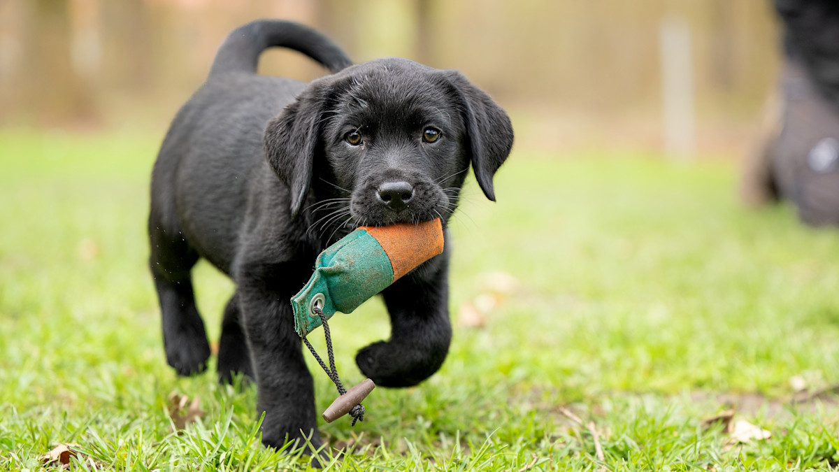 How to Facilitate Eager Learning in a Puppy