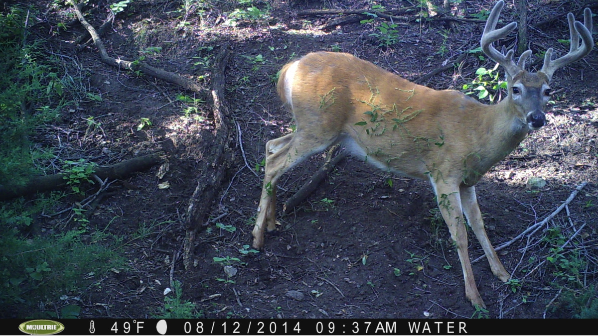 Beggar’s Lice: A Deer Hunter’s Friend and Foe