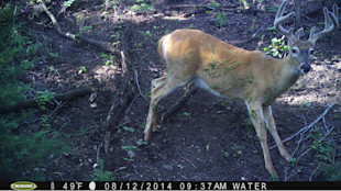 Whitetail buck with velvet antlers in wooded clearing; overlay text "49°F 08/12/2014 09:37AM WATER"