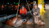 Two men kneel beside a large sea lion on a wet dock at night; rope sling overhead; sign reads "CRANE RULES"