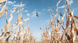 Ducks flying over dried corn stalks with shotgun barrel visible