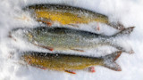 Three fish frozen in snow, ice crystals covering their scales