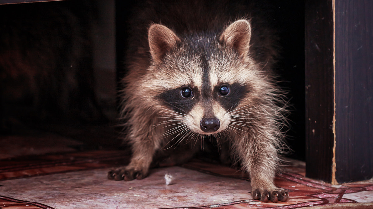 North Dakota Woman Arrested for Bringing Raccoon Into Bar