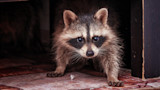 Raccoon peering from a dark doorway onto a tiled floor