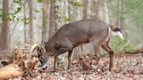 Antlered buck scraping ground in leaf litter under trees