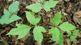Poison ivy with three bright green leaflets on a leaf-littered forest floor
