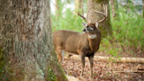 How to Deer Hunt a Staging Area