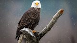 Bald eagle perched on snowy branch, facing camera as snow falls