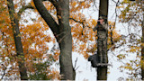 Hunter on a tree stand using binoculars amid autumn foliage