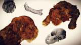 Mummified animal heads, jawbone and skull fragments on white background