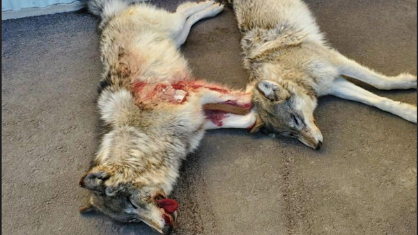 Two Men Charged for Poaching Wolves From Helicopter