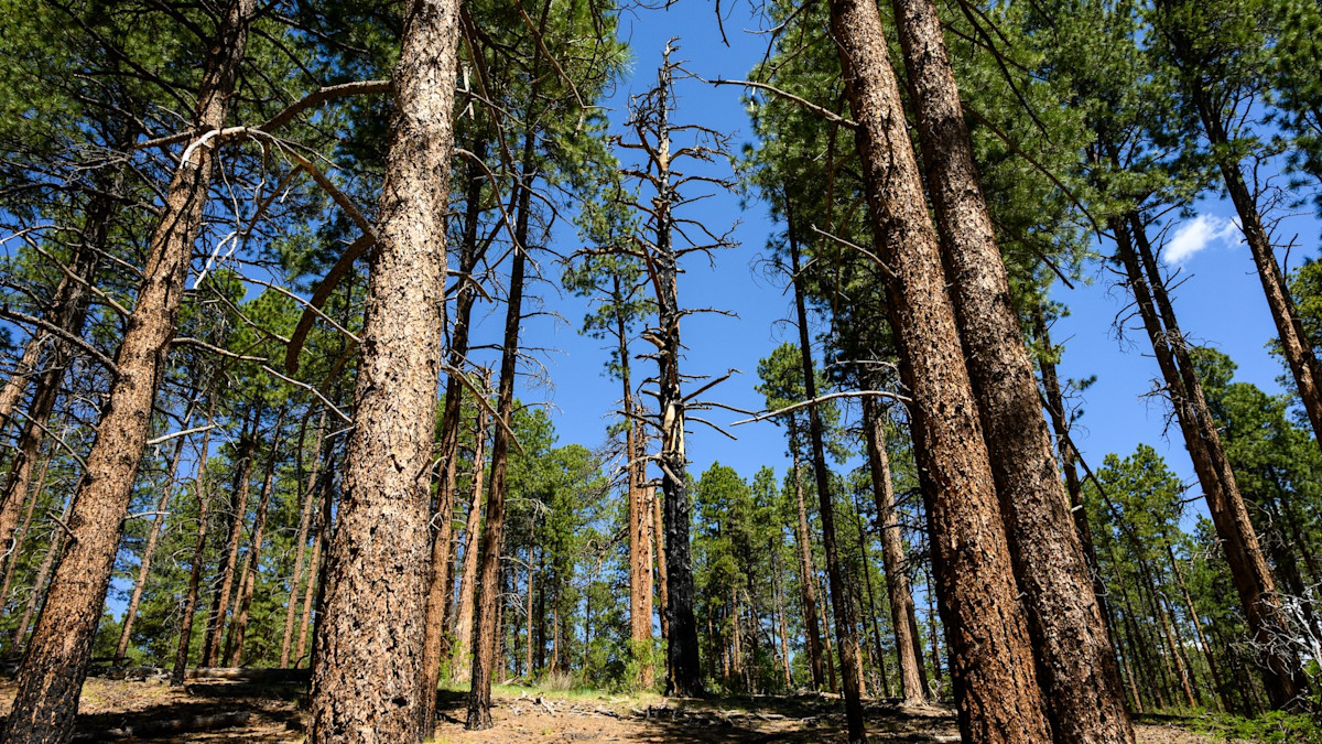 Pine Beetles Poised to Decimate Colorado’s Ponderosa Forests