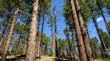 Pine forest with tall trunks, charred central tree, and blue sky