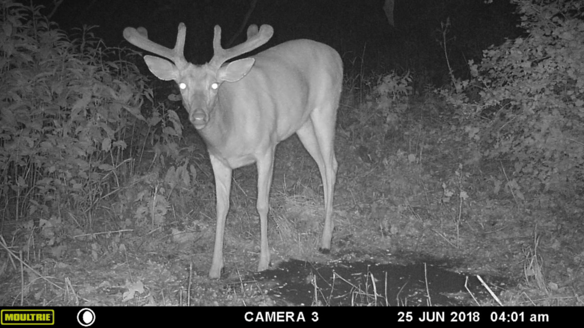 Baiting: Do the Consequences Outweigh the Benefits?