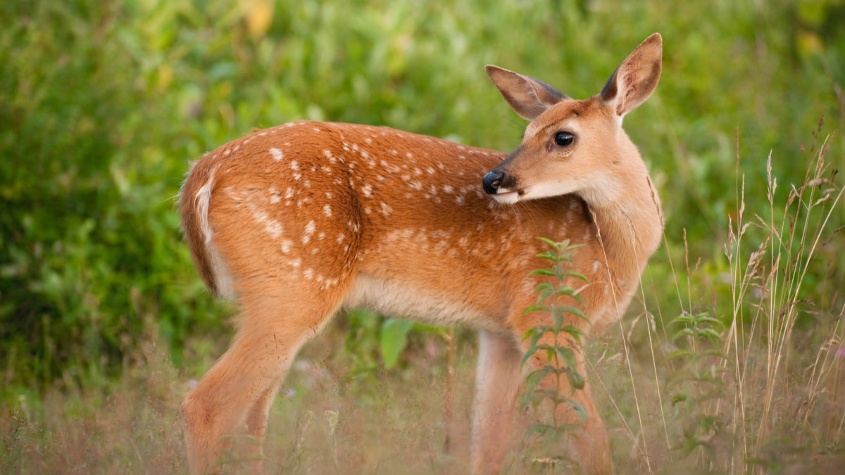 What is Killing America’s Fawns?