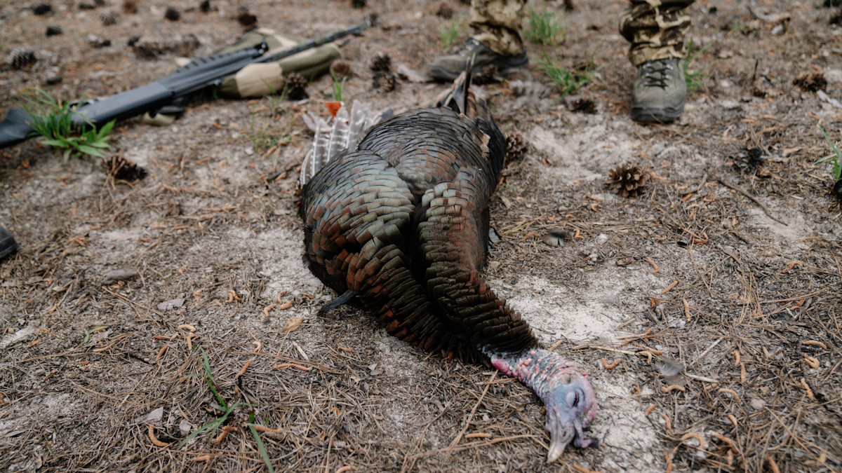 Is TSS Really the Best Turkey Load?
