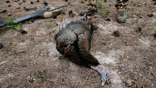 Is TSS Really the Best Turkey Load?