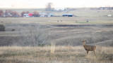 How to Deer Hunt Big Tracts of Public Land