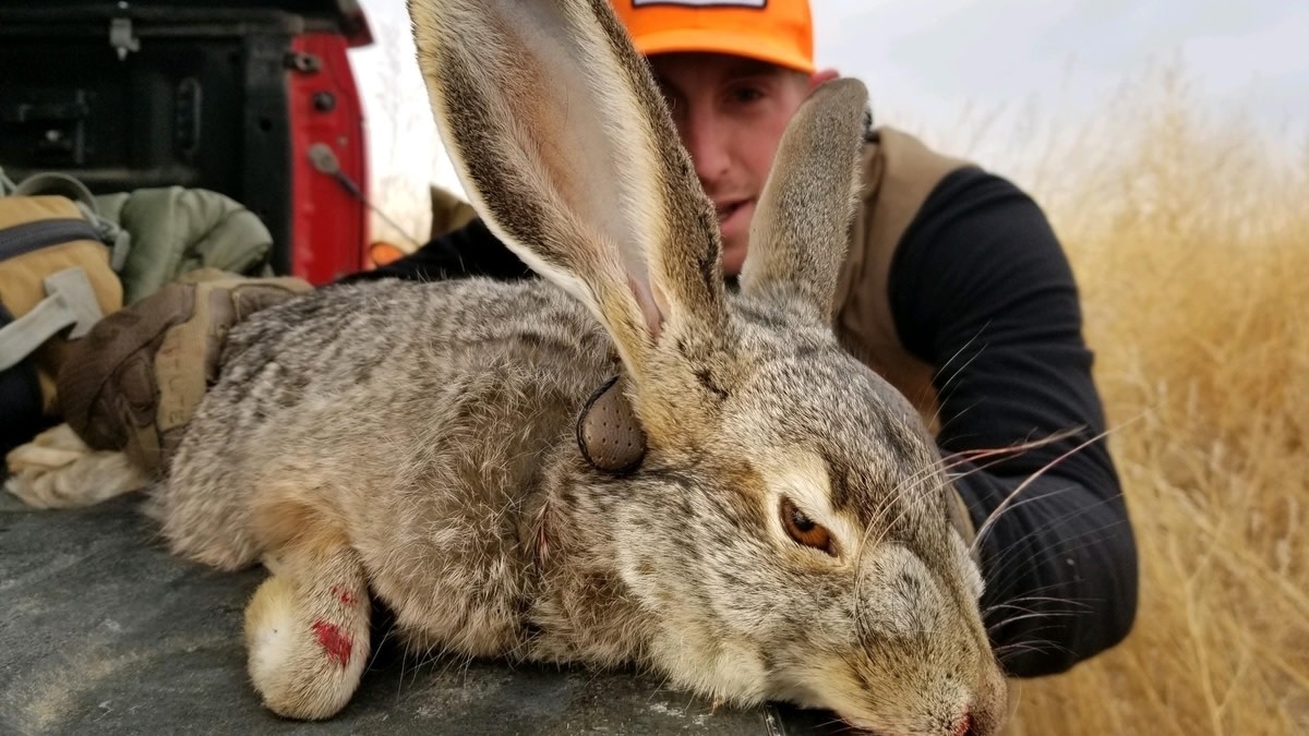 The Best Takedown Rimfire Rifles