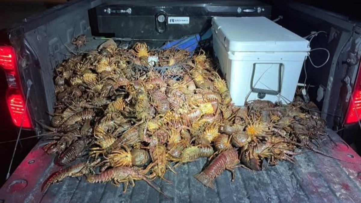 California Poachers Caught Red-Handed with Stunning Number of Spiny Lobsters