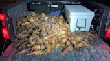 Truck bed piled with dozens of crawfish and a white cooler at night
