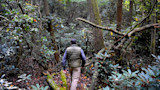 Man walking away through dense forest understory over mossy fallen logs