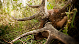 Close-up of bull elk head and antlers lying in grass