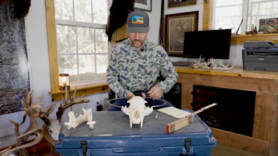 Man in camouflage shirt wearing hat reading "Bear Grease" measuring a skull on a table