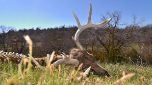 What Deadheads Teach Whitetail Hunters About Buck Behavior