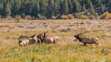 Bull elk bugling beside cows in a grassy meadow with pine trees in the background
