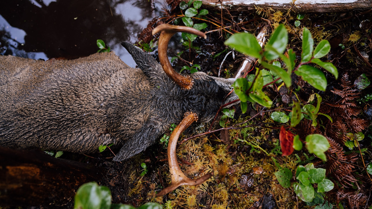 Introducing The Blacktail Deer Foundation