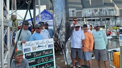 Blue marlin hanging on dock with fishermen; sign reads White Marlin Open, Blue Marlin, Weight 640½ LBS
