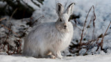 3 Hot Tips for Hunting Snowshoe Hares