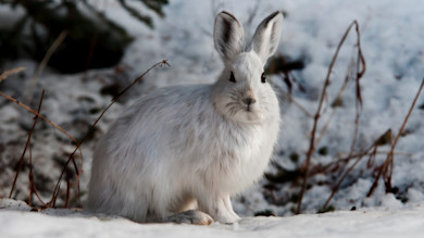 Snowshoe hare facing camera with white winter fur, sitting on snow among dried twigs
