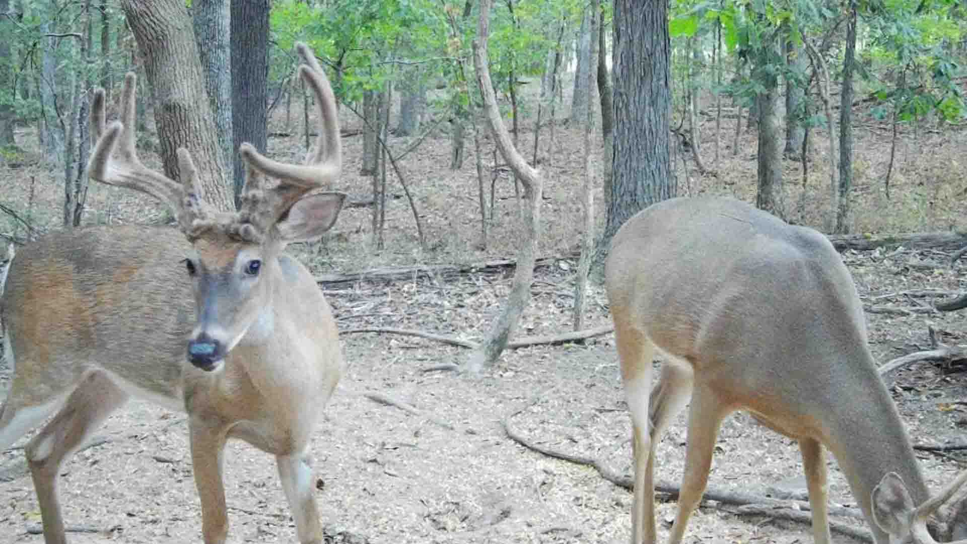 Logan-Beach-trail-cam-25-3
