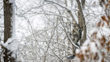 Masked hunter in camouflage on a treestand holding a compound bow in snowy woods