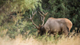 How to Kill a Bull Elk on Opening Day