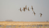 Ducks flying low over a marsh with golden dry grasses