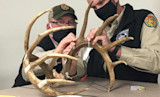 Official Scorers Confirm New West Virginia Whitetail Record