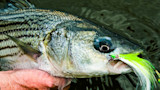 Striped bass held at water surface with chartreuse-and-white fly hooked in its mouth